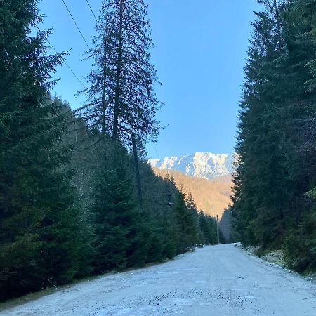 Cabana Caprioara - Piatra Craiului Dîmbovicioara المظهر الخارجي الصورة