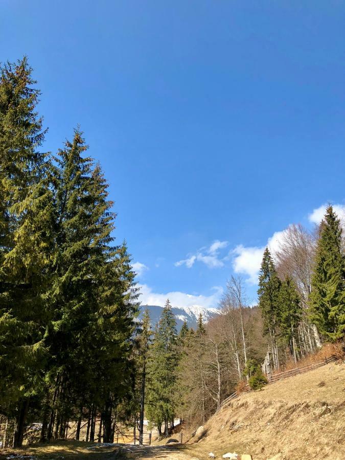 Cabana Caprioara - Piatra Craiului Dîmbovicioara المظهر الخارجي الصورة